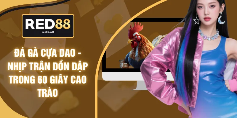 Đá Gà Cựa Dao - Nhịp Trận Dồn Dập Trong 60 Giây Cao Trào